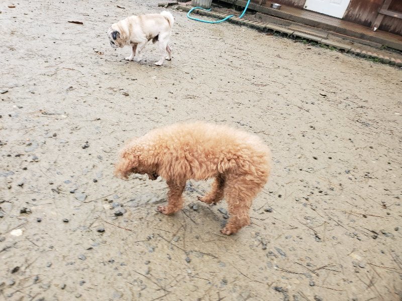 f:id:roukenhome-ann:20191223182116j:plain f:id:roukenhome-ann:20191223182116j:plain