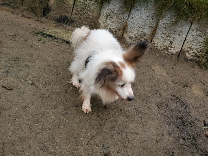 f:id:roukenhome-ann:20191223182524j:plain f:id:roukenhome-ann:20191223182524j:plain