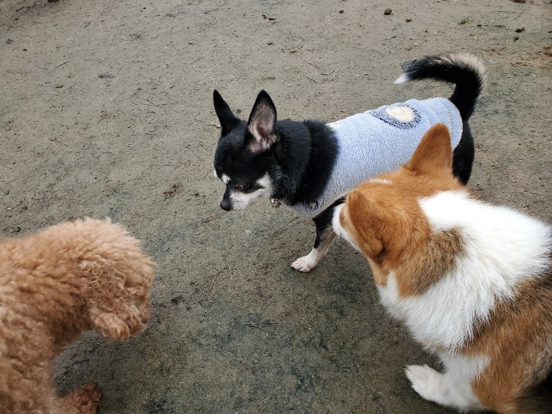 f:id:roukenhome-ann:20191223182941j:plain f:id:roukenhome-ann:20191223182941j:plain