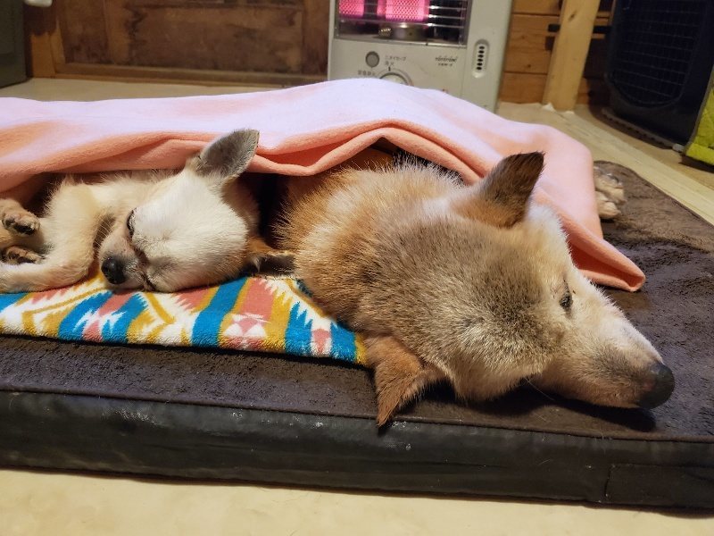 f:id:roukenhome-ann:20191223202544j:plain
