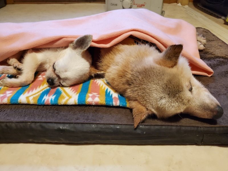 f:id:roukenhome-ann:20191223202612j:plain