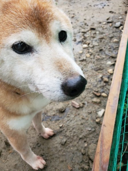 f:id:roukenhome-ann:20191224145435j:plain