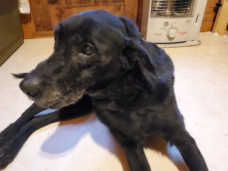 f:id:roukenhome-ann:20191224150027j:plain