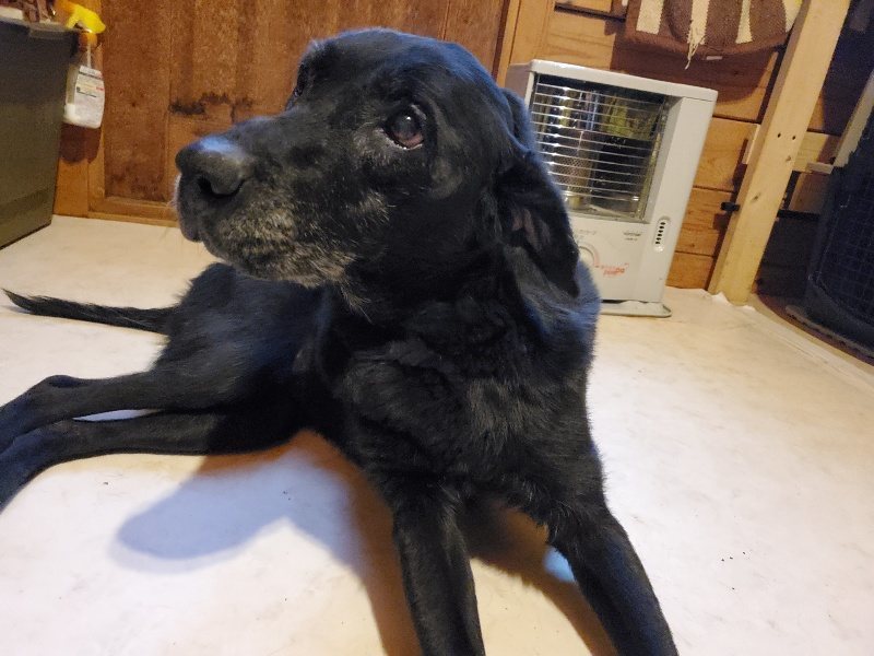 f:id:roukenhome-ann:20191224150047j:plain
