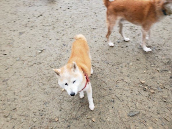 f:id:roukenhome-ann:20191224153203j:plain