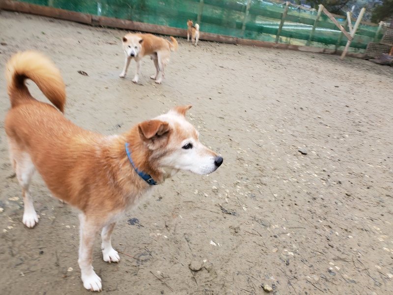 f:id:roukenhome-ann:20191224182853j:plain