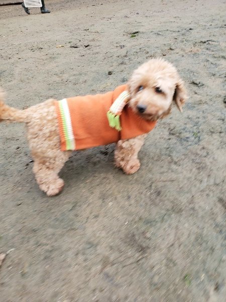 f:id:roukenhome-ann:20191224193330j:plain
