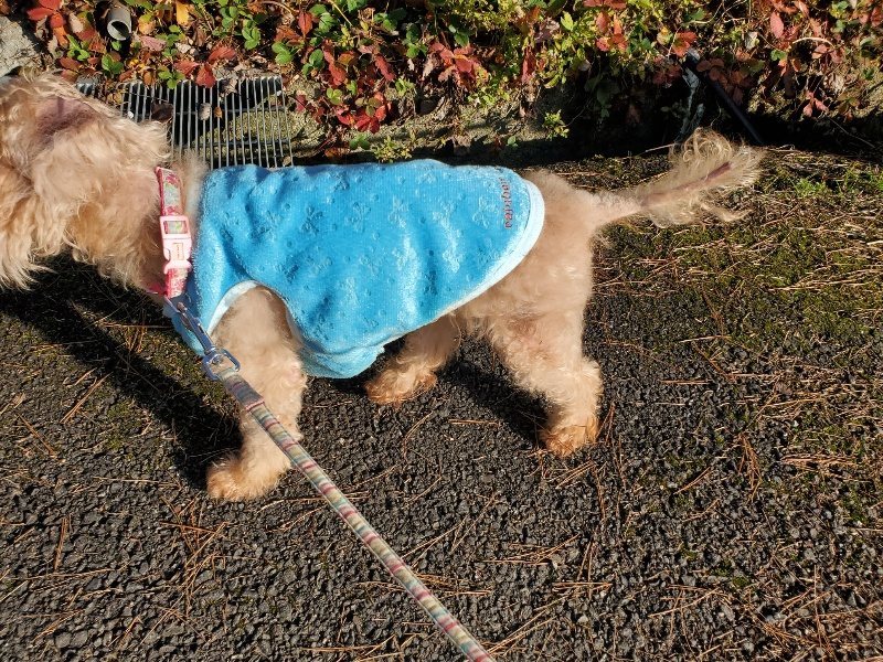 f:id:roukenhome-ann:20191227203701j:plain
