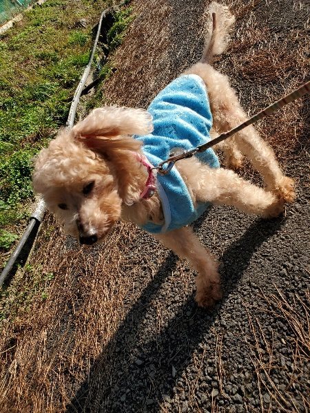 f:id:roukenhome-ann:20191227203821j:plain