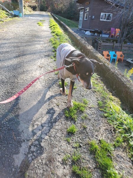 f:id:roukenhome-ann:20191227205949j:plain