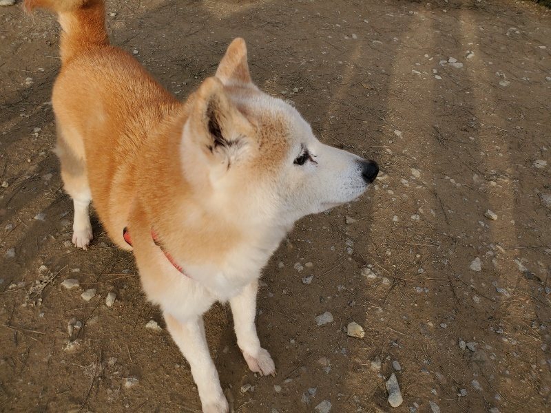 f:id:roukenhome-ann:20200120052922j:plain