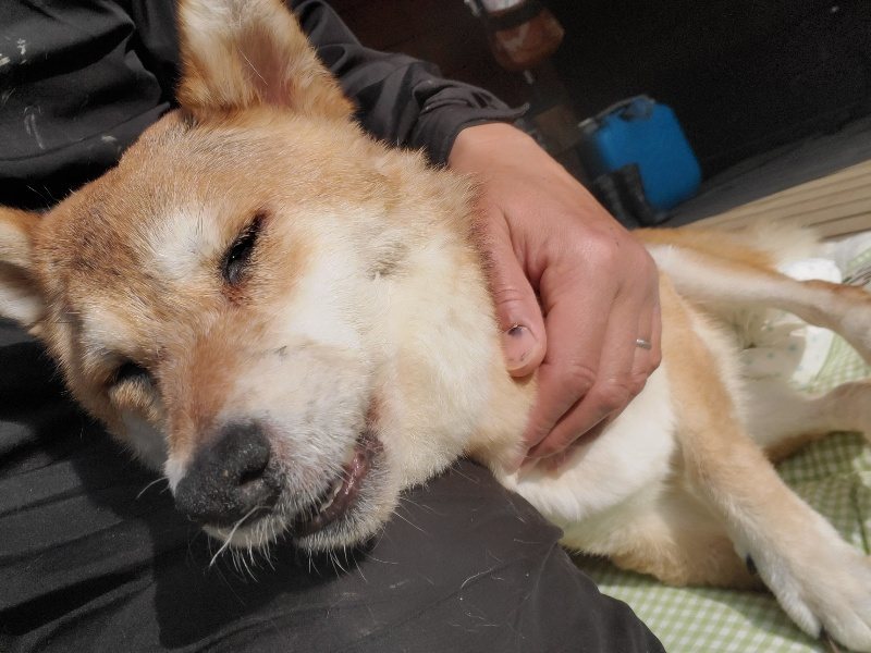 f：id：roukenhome-ann：20200214105221j：plain