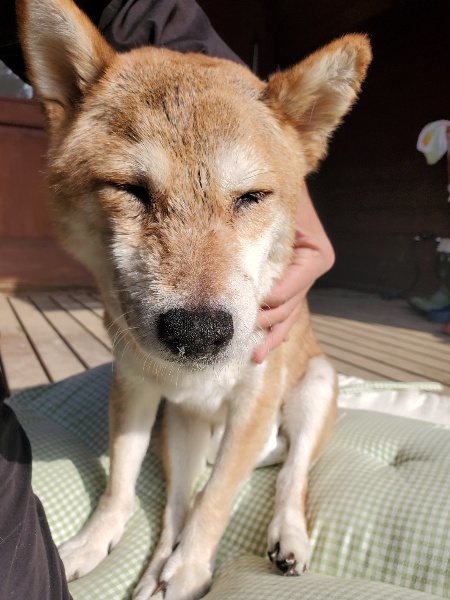 f：id：roukenhome-ann：20200214105303j：plain