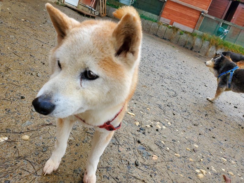 f：id：roukenhome-ann：20200224055205j：plain