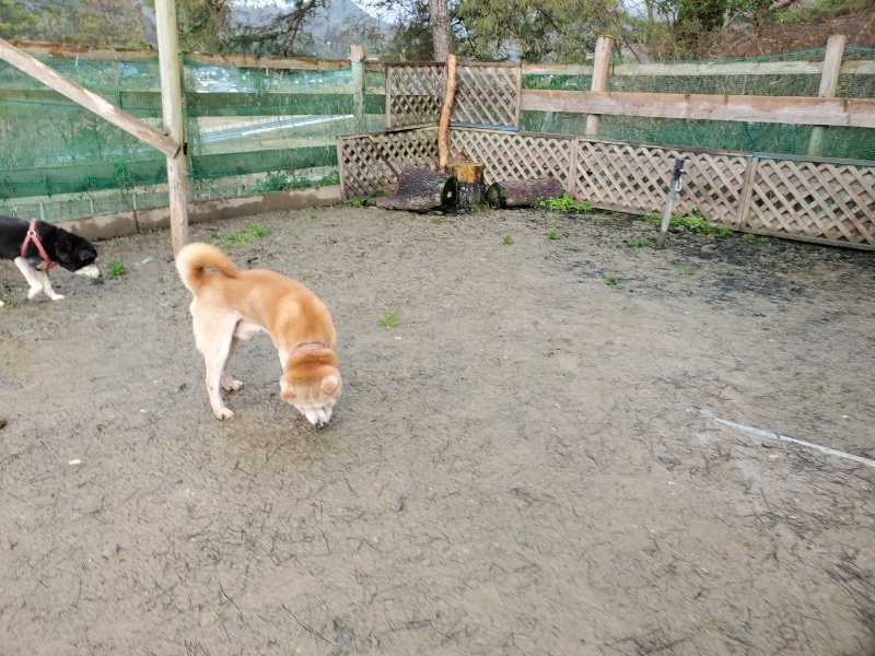 f：id：roukenhome-ann：20200224055633j：plain