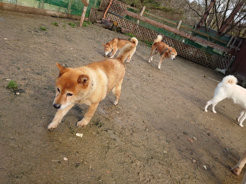 f：id：roukenhome-ann：20200311194926j：プレーン