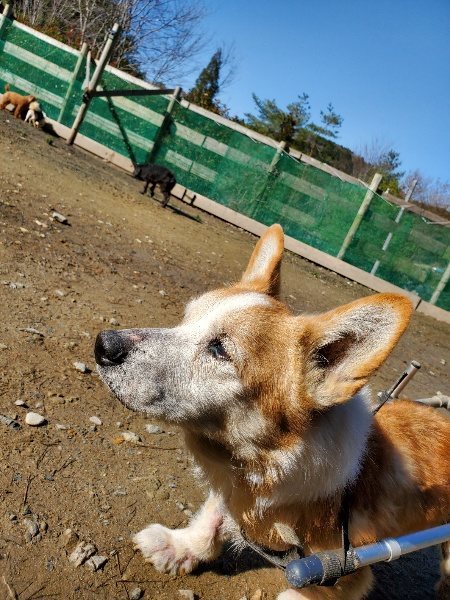 f:id:roukenhome-ann:20200313132022j:plain f:id:roukenhome-ann:20200313132022j:plain