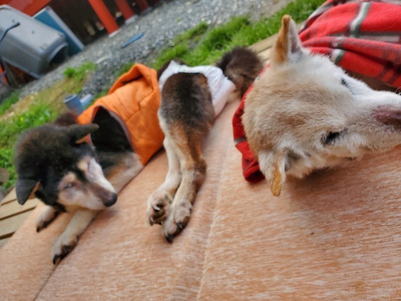 f:id:roukenhome-ann:20200315203840j:plain f:id:roukenhome-ann:20200315203840j:plain