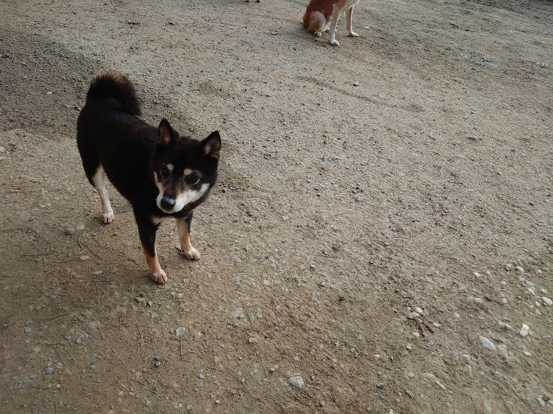 f:id:roukenhome-ann:20200320080900j:plain f:id:roukenhome-ann:20200320080900j:plain
