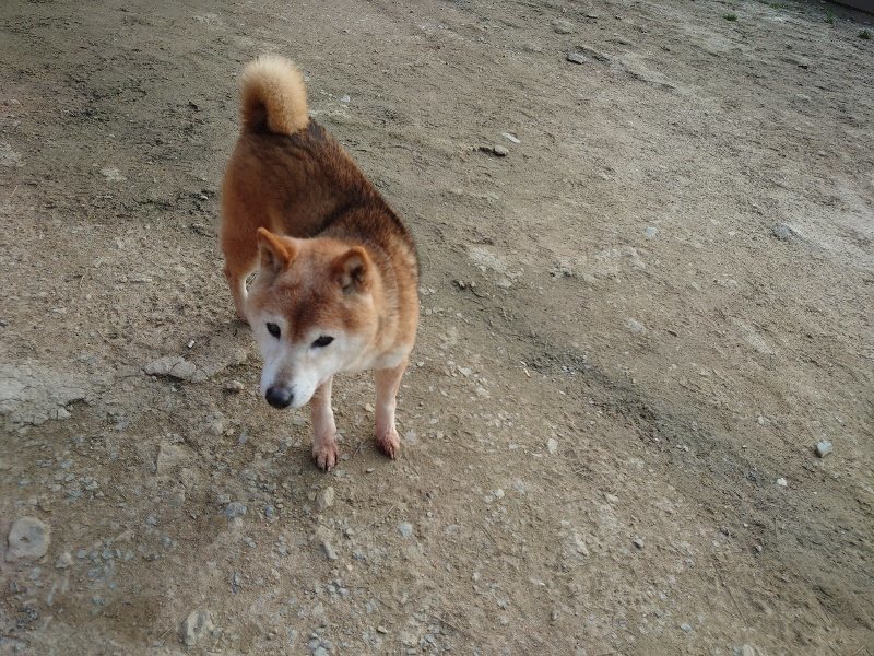 f:id:roukenhome-ann:20200320080949j:plain f:id:roukenhome-ann:20200320080949j:plain