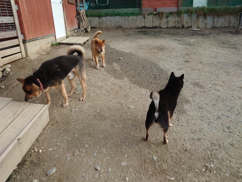 f:id:roukenhome-ann:20200320081110j:plain f:id:roukenhome-ann:20200320081110j:plain