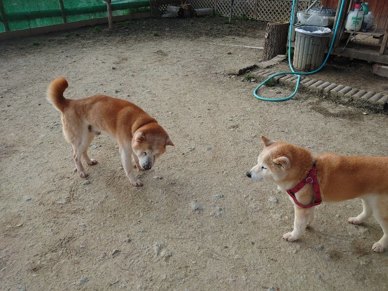 f:id:roukenhome-ann:20200320081155j:plain f:id:roukenhome-ann:20200320081155j:plain