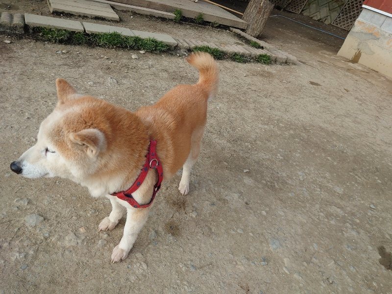 f:id:roukenhome-ann:20200320082558j:plain f:id:roukenhome-ann:20200320082558j:plain