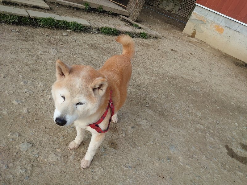 f:id:roukenhome-ann:20200320082613j:plain f:id:roukenhome-ann:20200320082613j:plain