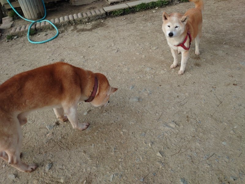 f:id:roukenhome-ann:20200320082623j:plain f:id:roukenhome-ann:20200320082623j:plain
