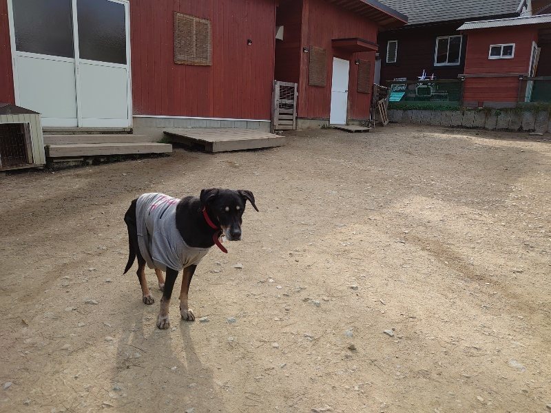 f：id：roukenhome-ann：20200320211034j：plain