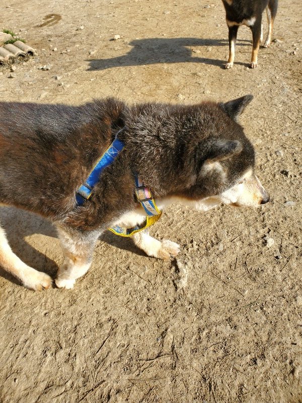 f:id:roukenhome-ann:20200323154516j:plain