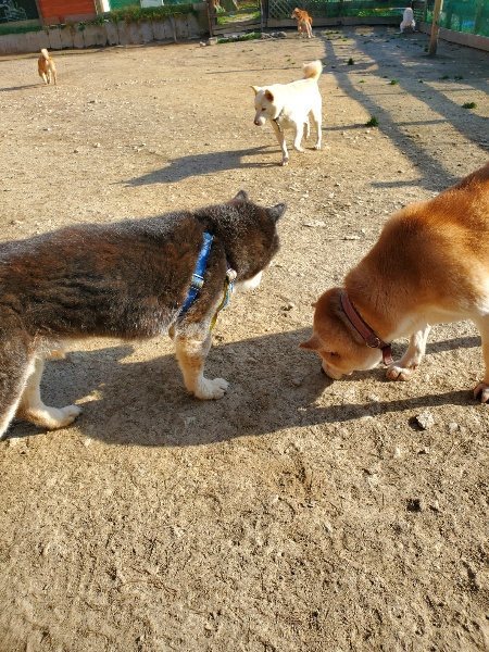 f:id:roukenhome-ann:20200323154525j:plain