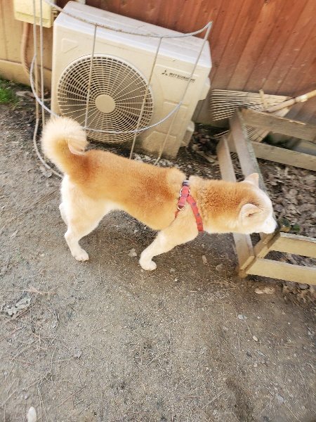 f:id:roukenhome-ann:20200323154658j:plain