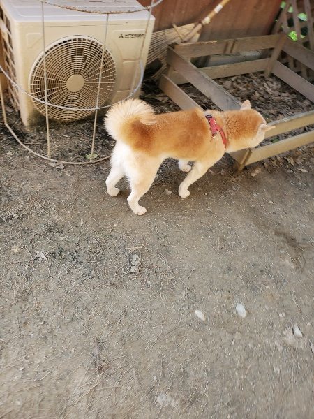 f:id:roukenhome-ann:20200323154702j:plain