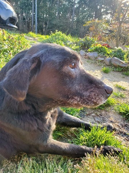 f:id:roukenhome-ann:20200323154958j:plain