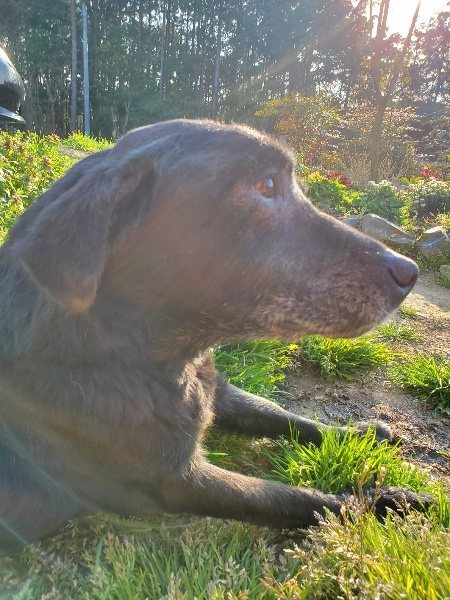 f:id:roukenhome-ann:20200323155001j:plain