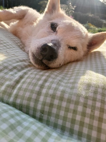 f:id:roukenhome-ann:20200323155050j:plain