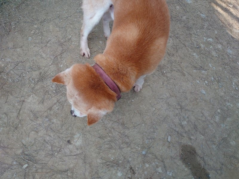 f:id:roukenhome-ann:20200324084356j:plain f:id:roukenhome-ann:20200324084356j:plain