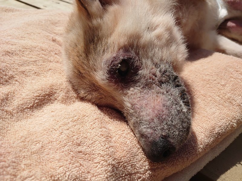 f:id:roukenhome-ann:20200324084813j:plain f:id:roukenhome-ann:20200324084813j:plain