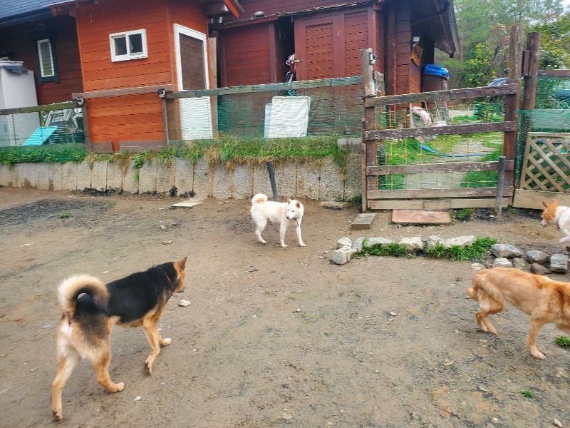 f：id：roukenhome-ann：20200329201701j：プレーン