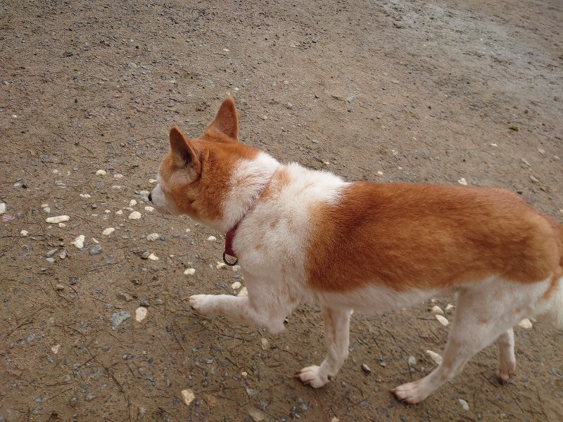 f:id:roukenhome-ann:20200330105043j:plain f:id:roukenhome-ann:20200330105043j:plain