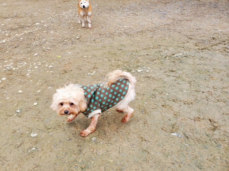 f：id：roukenhome-ann：20200331140448j：plain