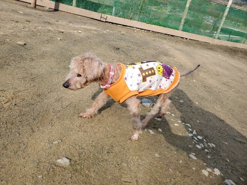 f:id:roukenhome-ann:20200404145013j:plain f:id:roukenhome-ann:20200404145013j:plain