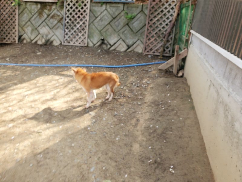 f:id:roukenhome-ann:20200404145344j:plain f:id:roukenhome-ann:20200404145344j:plain