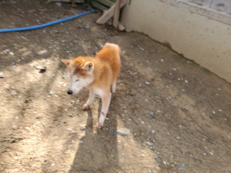 f:id:roukenhome-ann:20200404145353j:plain f:id:roukenhome-ann:20200404145353j:plain