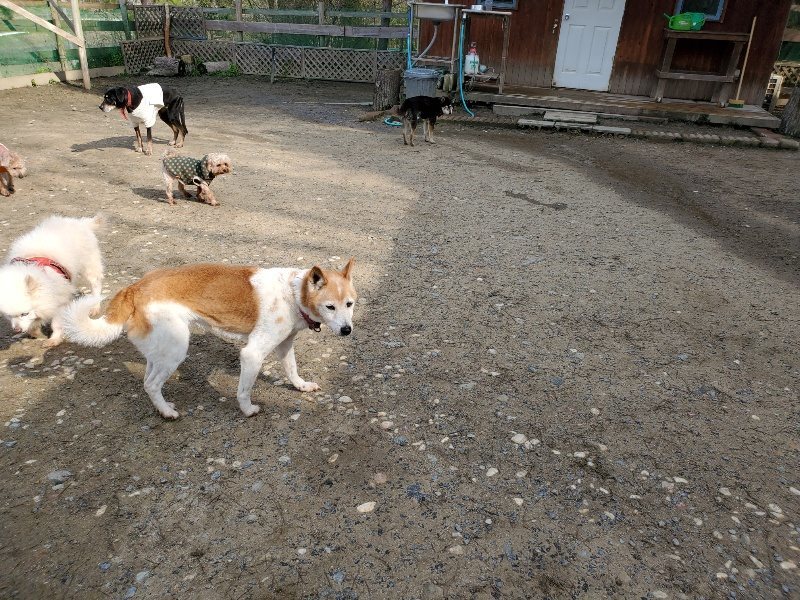 f:id:roukenhome-ann:20200404145544j:plain f:id:roukenhome-ann:20200404145544j:plain