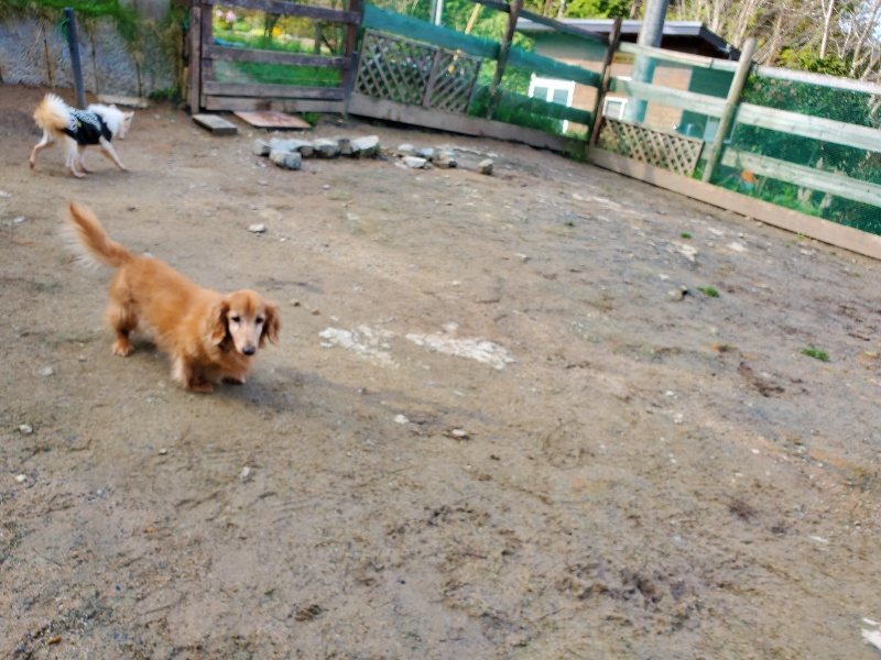 f:id:roukenhome-ann:20200404150500j:plain f:id:roukenhome-ann:20200404150500j:plain