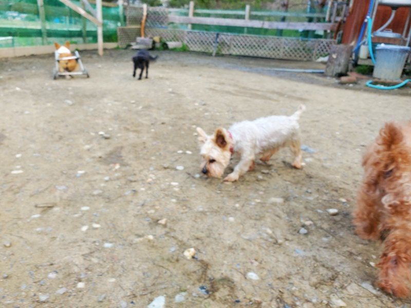 f:id:roukenhome-ann:20200404150853j:plain f:id:roukenhome-ann:20200404150853j:plain