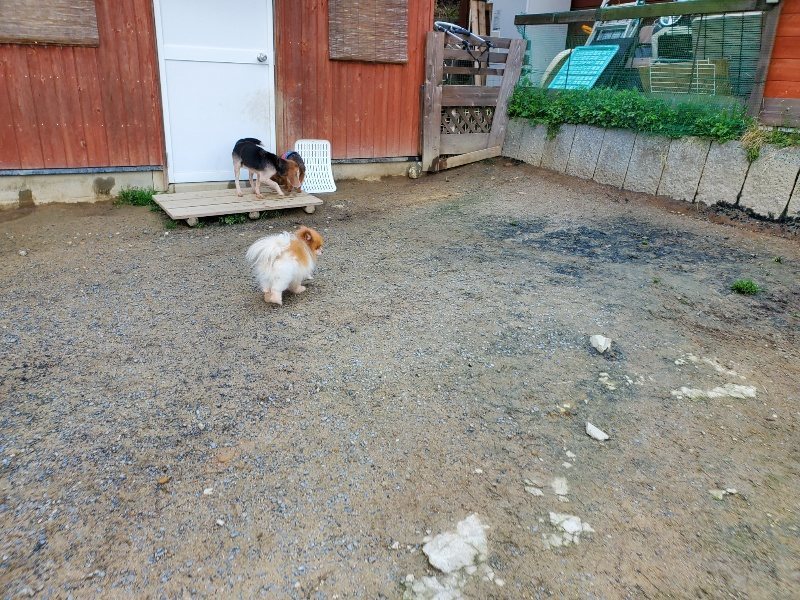 f:id:roukenhome-ann:20200404174655j:plain f:id:roukenhome-ann:20200404174655j:plain