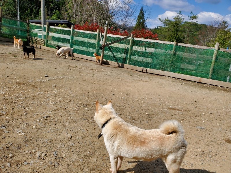 f：id：roukenhome-ann：20200406125225j：plain